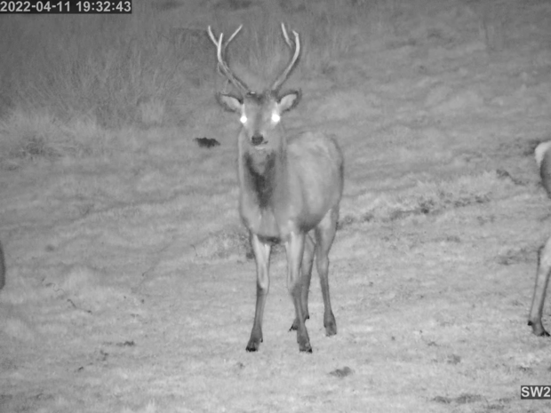 Red deer caught at night by a security camera