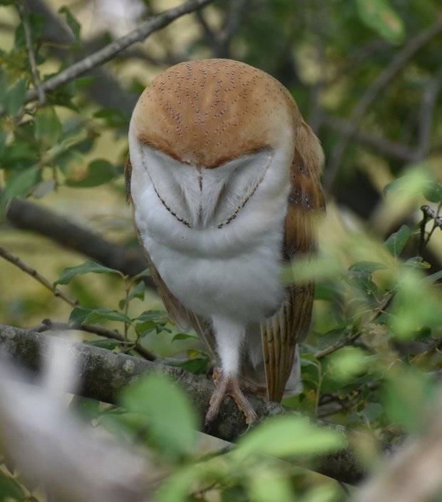Barn owlet roosting in a tree, eyes closed