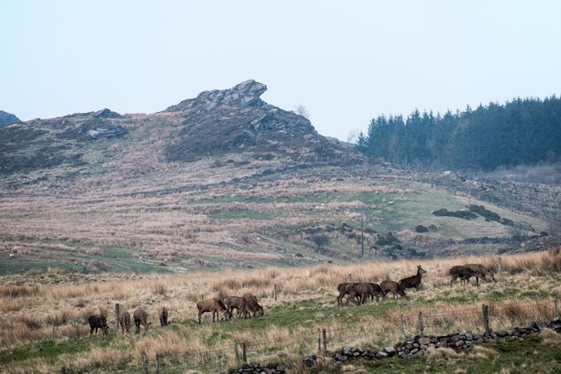 Red deer near Gib Torr