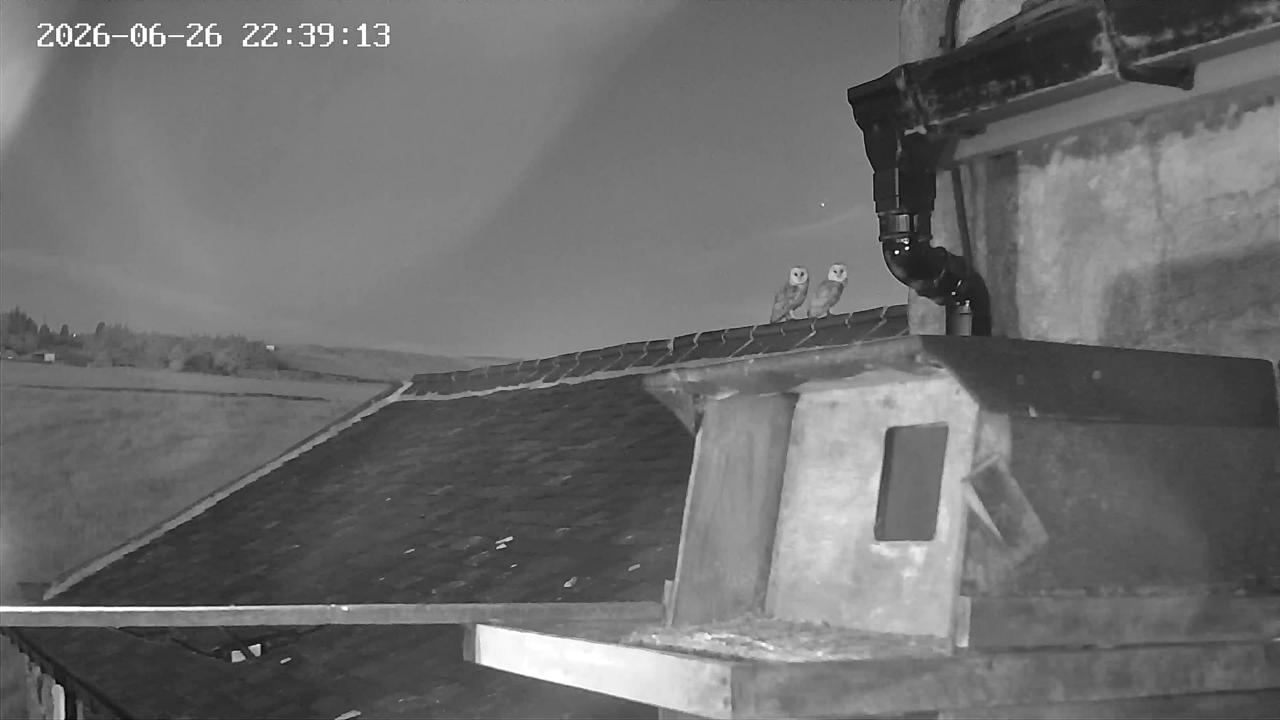 Two owlets on roof ridge