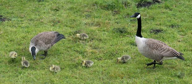 Canada geese and six new goslings going walkabout