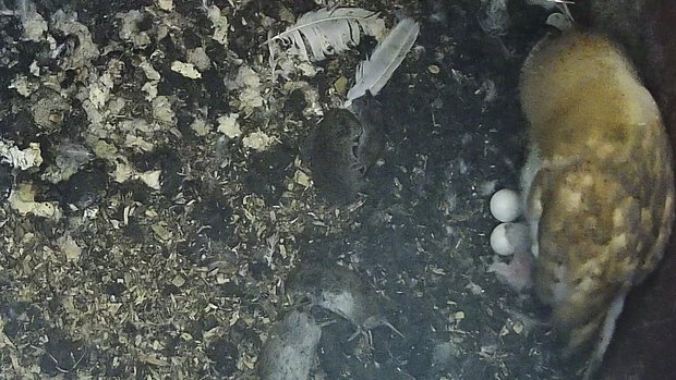 Barn owl hatchling approaching 48 hours since hatching