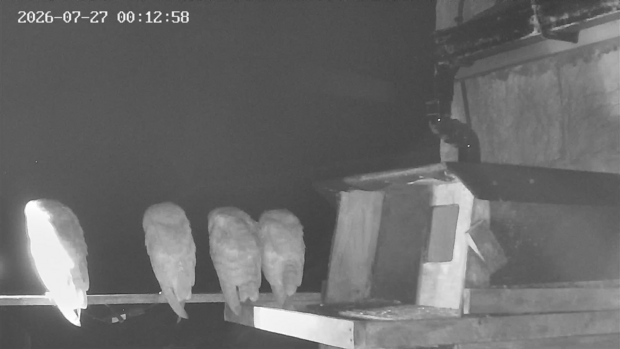 Barn owlets returning to the nest box, hoping to be fed