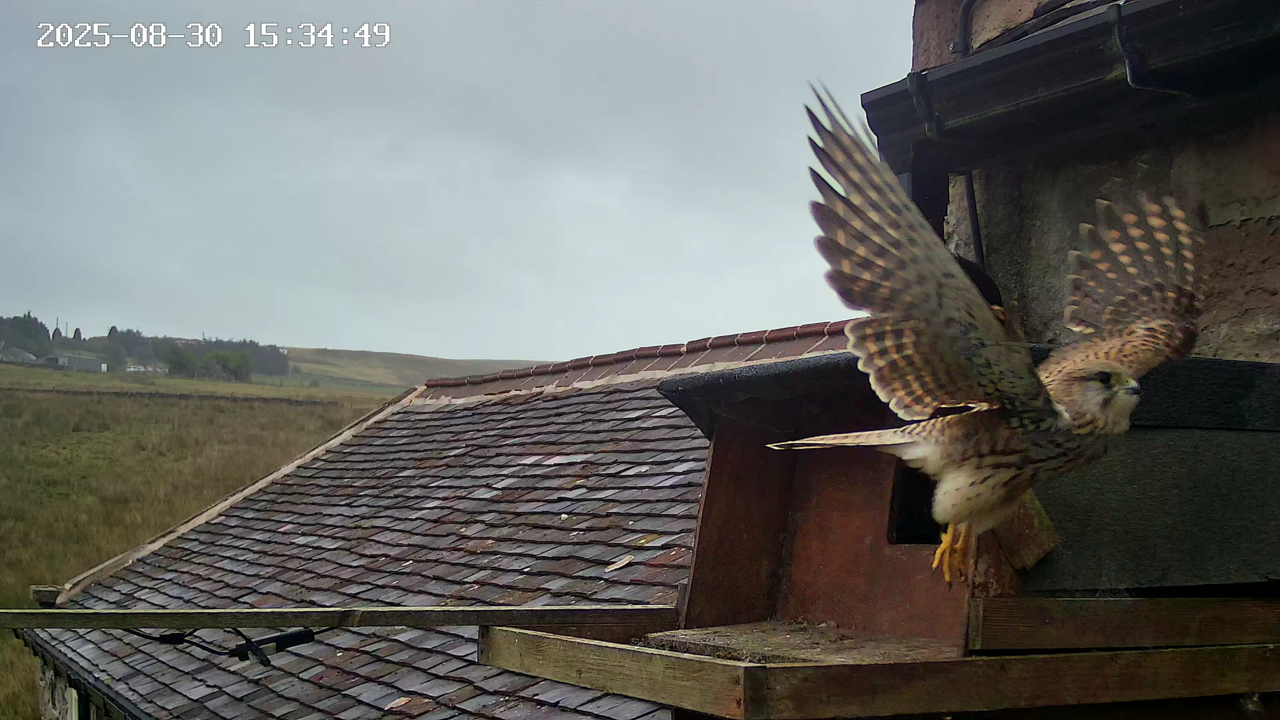 Female kestrel flying from the barn owl box