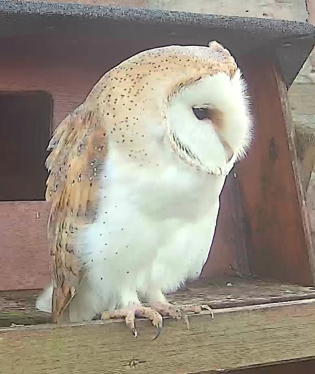 Female barn owl, showing black spots on white feathers which are common on females and rare on males