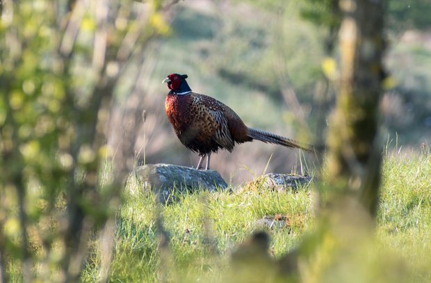 Ring-necked pheasant