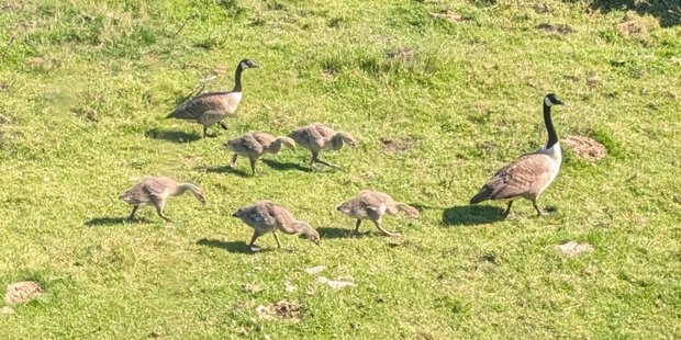 goslings are growing larger