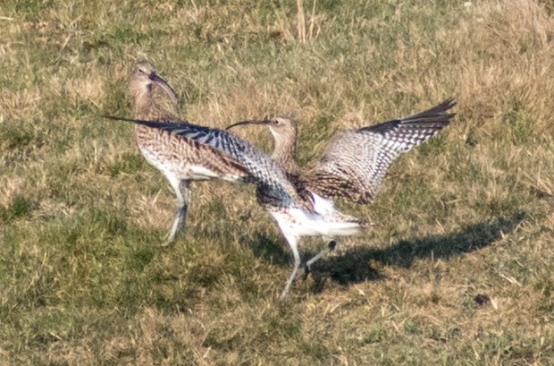 Curlew courtship display