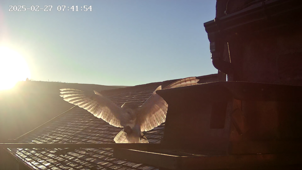 Barn owl with wings wide and sun behind, with vole held in right foot