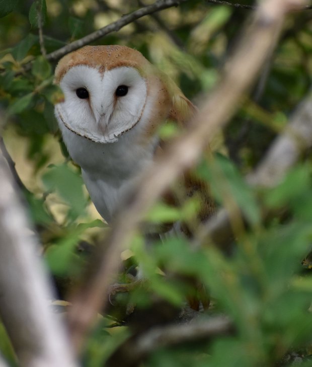 Barn owlet roosting in a tree looking at camera