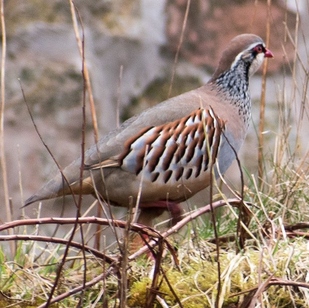 Red-legged partridge