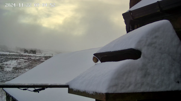 Wren visiting snow-covered barn owl box