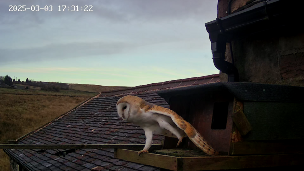 Barn owl stretching left leg