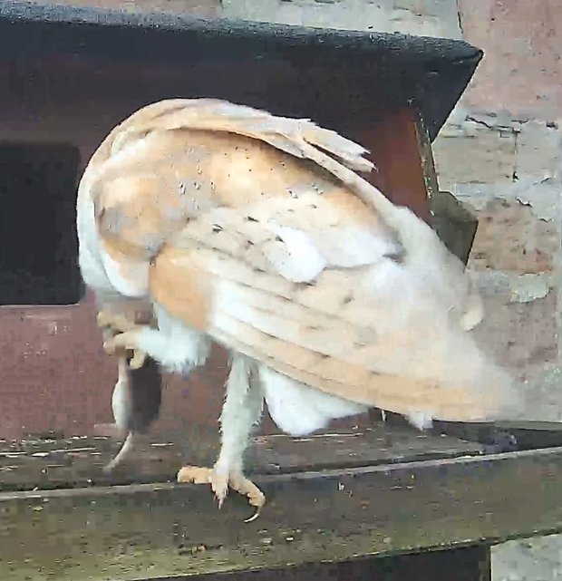 male barn owl with prey