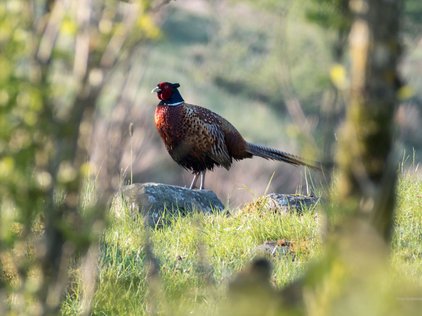 Male ring-necked pheasant