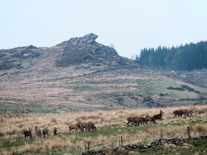 Red deer in front of Gib Torr