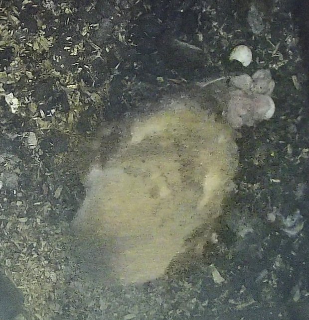 Barn owl with four owlets and two more eggs yet to hatch