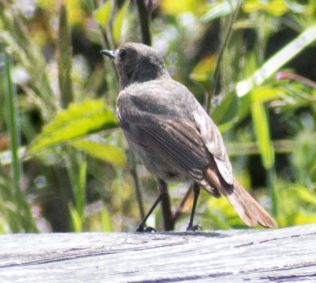 Female black redstart on a branch on a picnic table