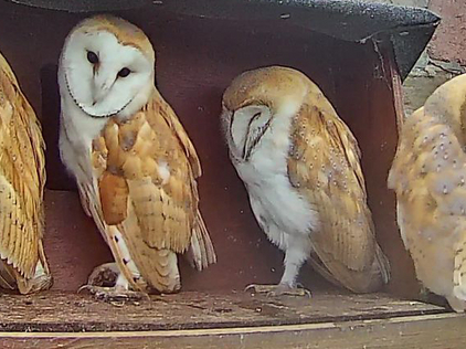 Four owlets