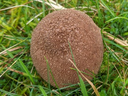 Spiny puffball (Lycoperdon echinatum)