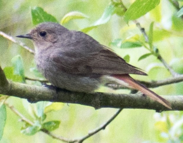 Female black redstart on a branch