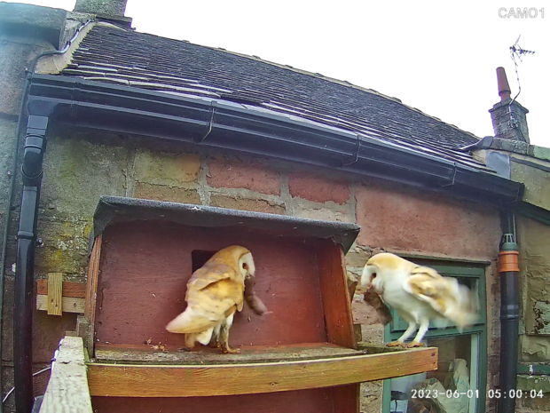 Two barn owls bringing prey for their young