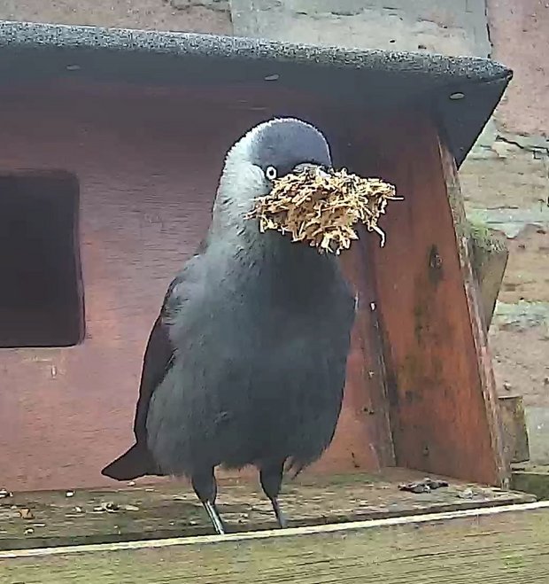 Jackdaw with wood shavings