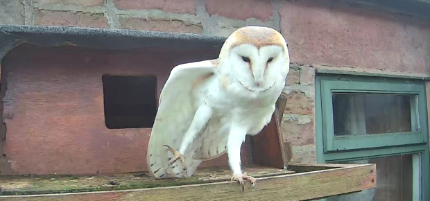 Barn owl stretching right leg