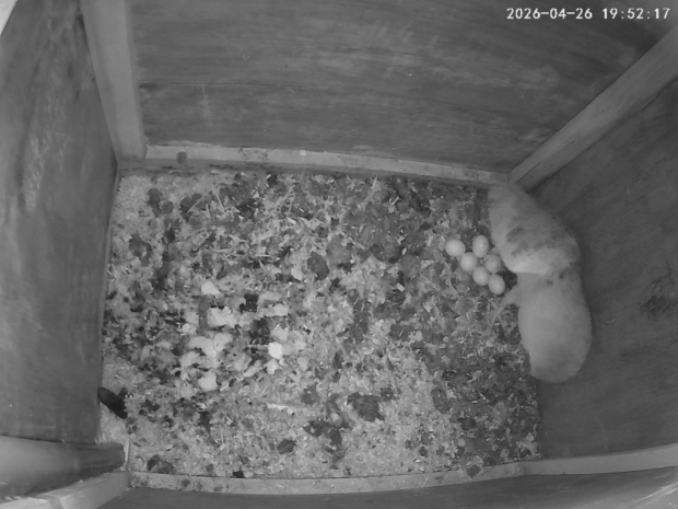 Barn owl with 6 eggs, one of which is due to hatch any time now