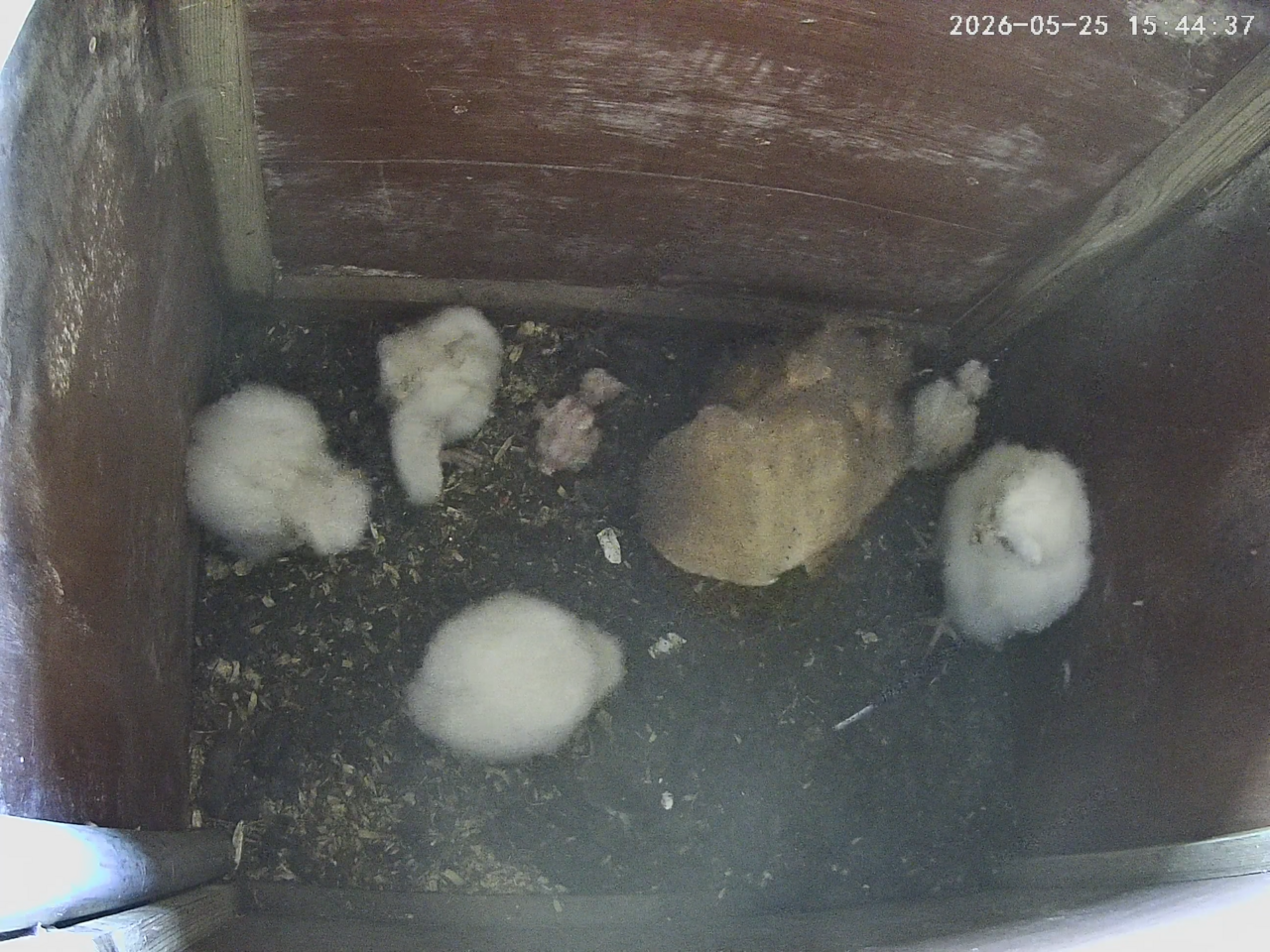 Female barn owl in nestbox with six owlets, all different ages and sizes