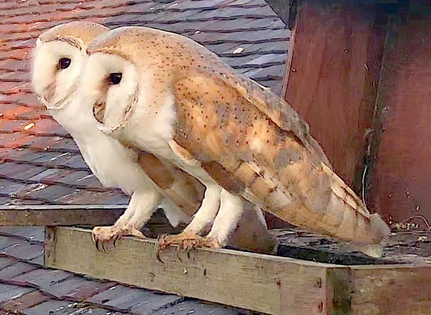 A pair of barn owls side by side