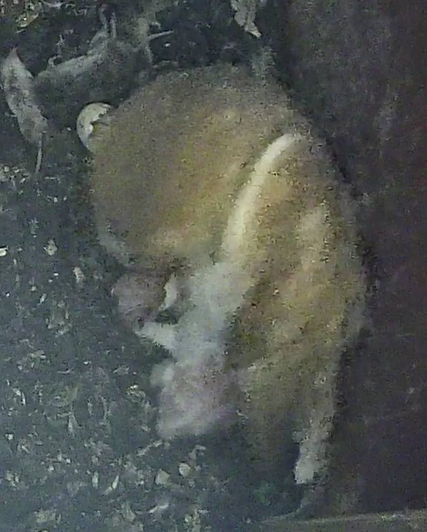 Barn owlet emerging from half an egg shell