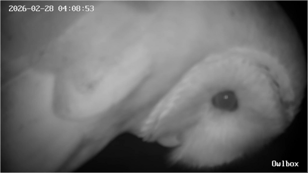 Barn owl inspects the camera