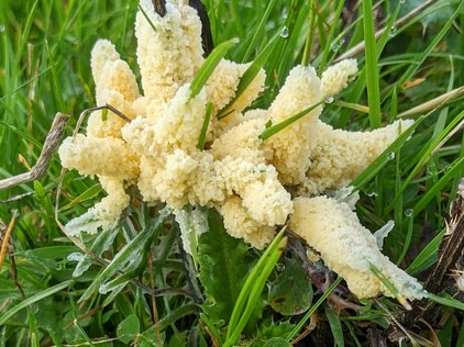 scrambled egg slime, aka flowers of tan, or dog vomit slime mould (Fuligo septica)