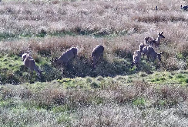 Six red deer visiting the stream for a drink