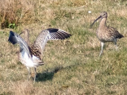 Curlew mating display