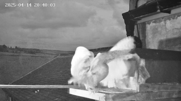 Two barn owls returning to the nest box