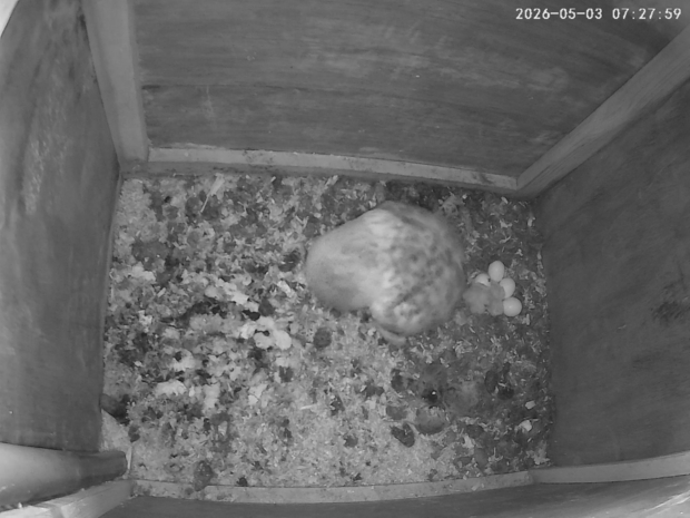 Barn owl in nestbox with two owlets and four eggs