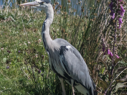 Grey heron