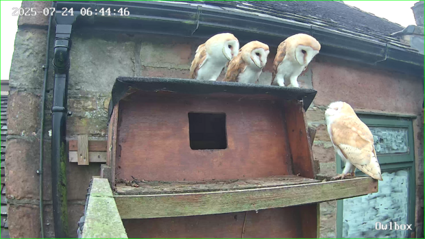 Barn owlets playing on the ledge