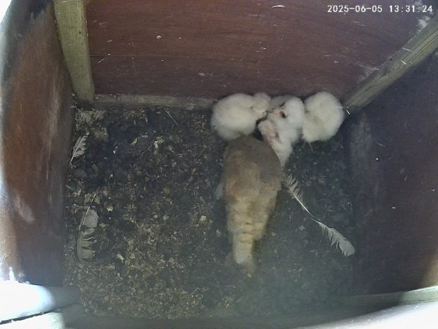 Four barn owlets aged 15-24 days