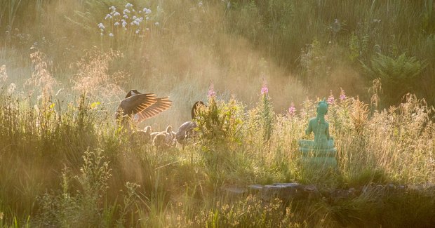 Backlit geese and goslings at sunrise, the gander flapping his wings