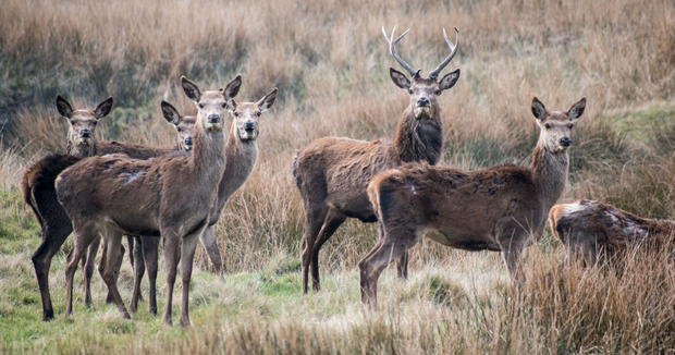 Red deer