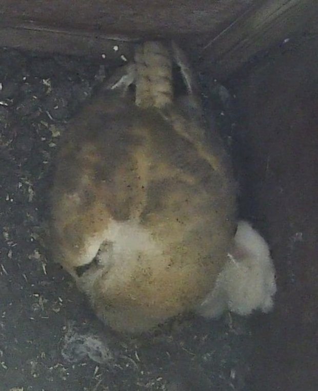 Barn owl with corpse