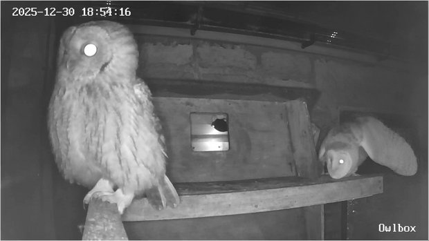 A barn owl and tawny owl together at the barn owl roosting box