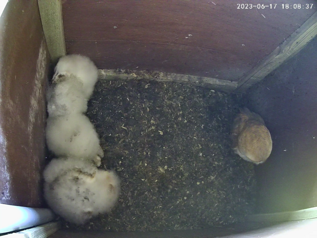Female barn owl in the nest box with four fluffy owlets