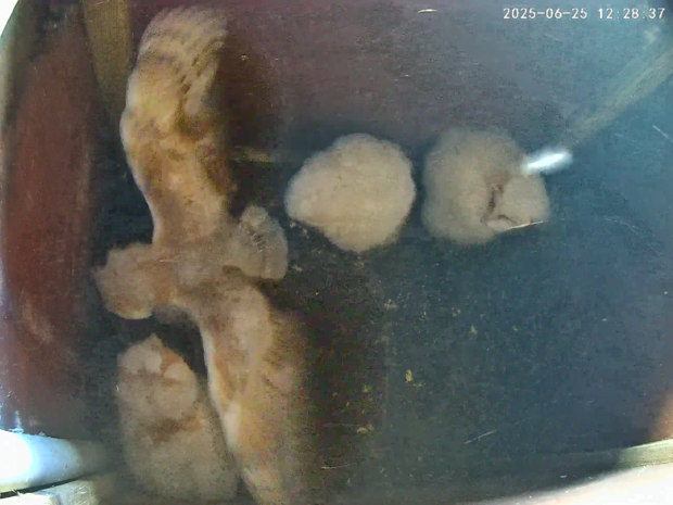 Four barn owlets aged 35-44 days
