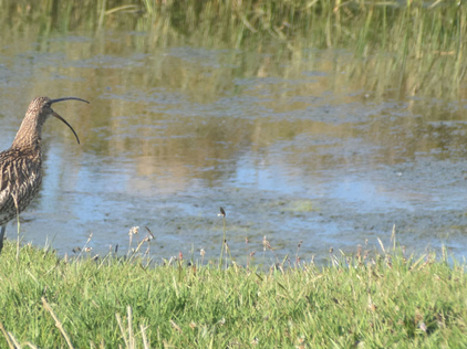 Curlew by pond