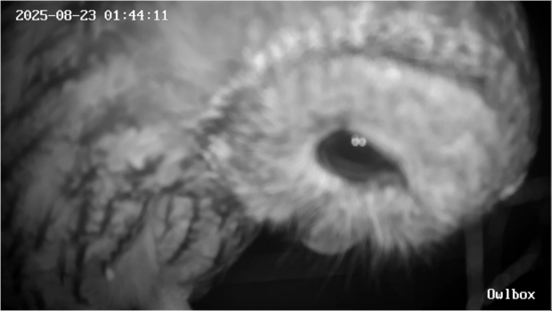 A tawny owl eye inspects the camera close-up