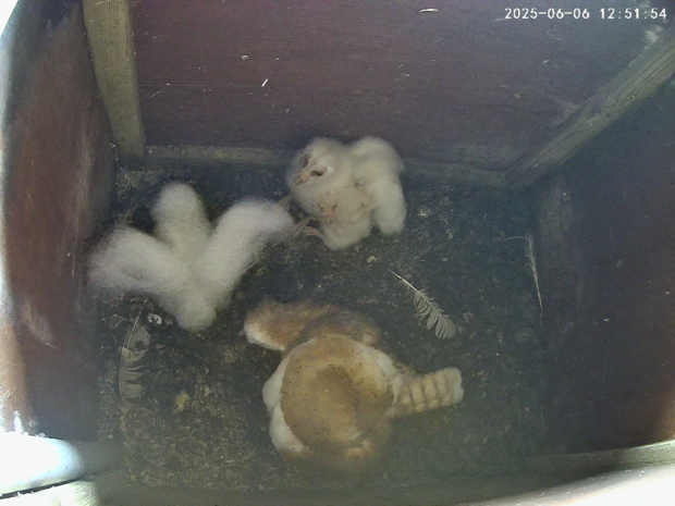 Four barn owlets